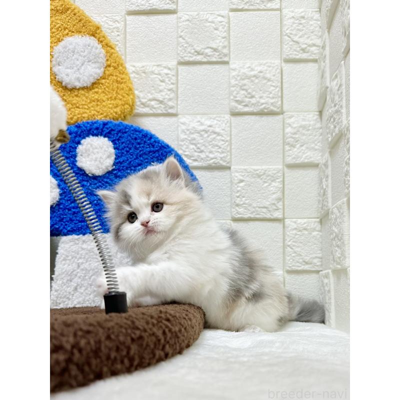 販売中の三重県のミヌエット-131461の3枚目