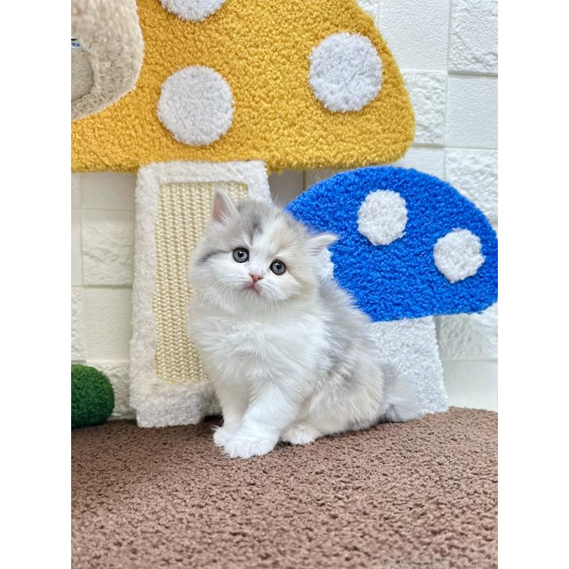 販売中の三重県のミヌエット-131461の2枚目