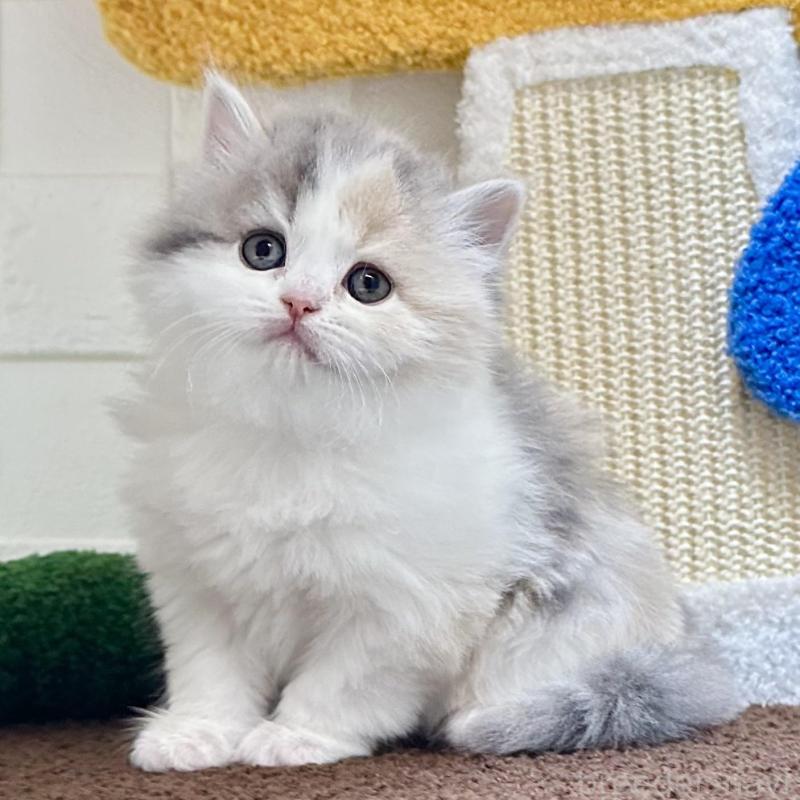 販売中の三重県のミヌエット-131461