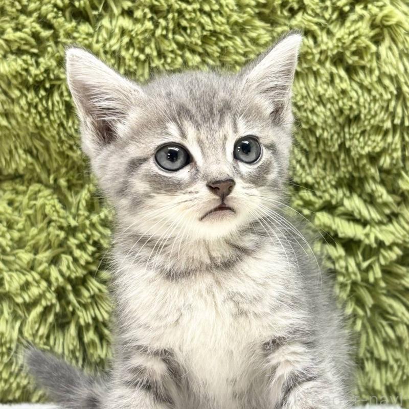 商談中の愛知県のマンチカン-131462の1枚目