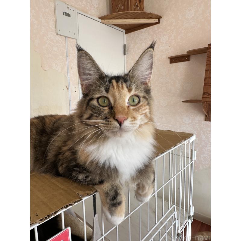 販売中の愛知県のメインクーン-125262の2枚目