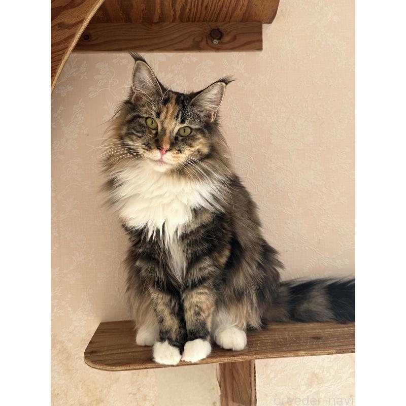 販売中の愛知県のメインクーン-125261の3枚目