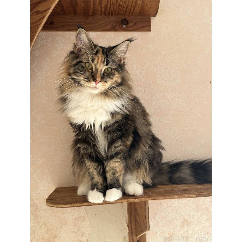 販売中の愛知県のメインクーン-125261の2枚目