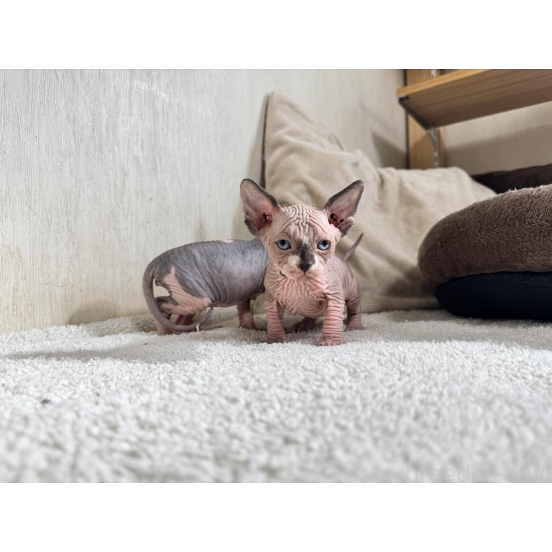 販売中の東京都のスフィンクス-131464の5枚目