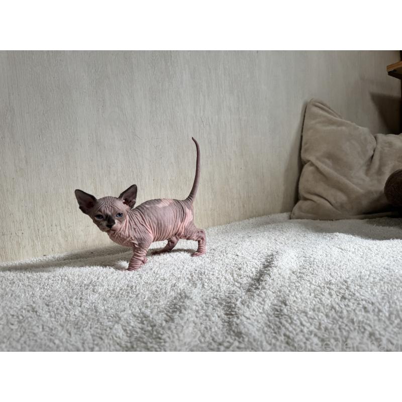 販売中の東京都のスフィンクス-131464の4枚目