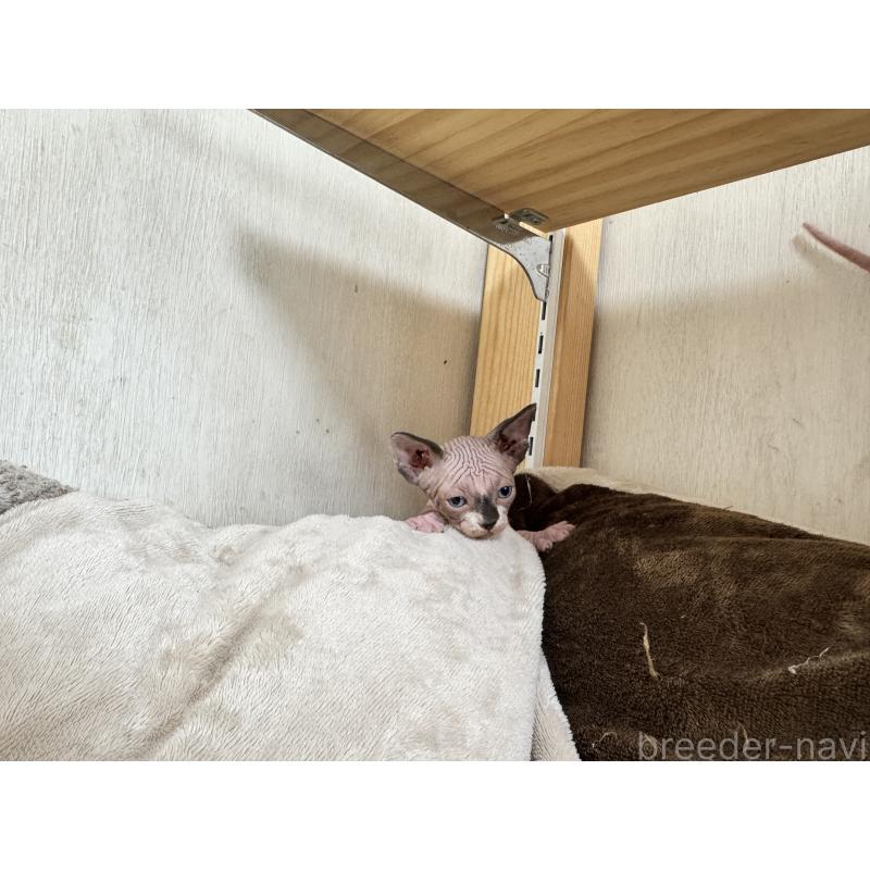 販売中の東京都のスフィンクス-131464の3枚目