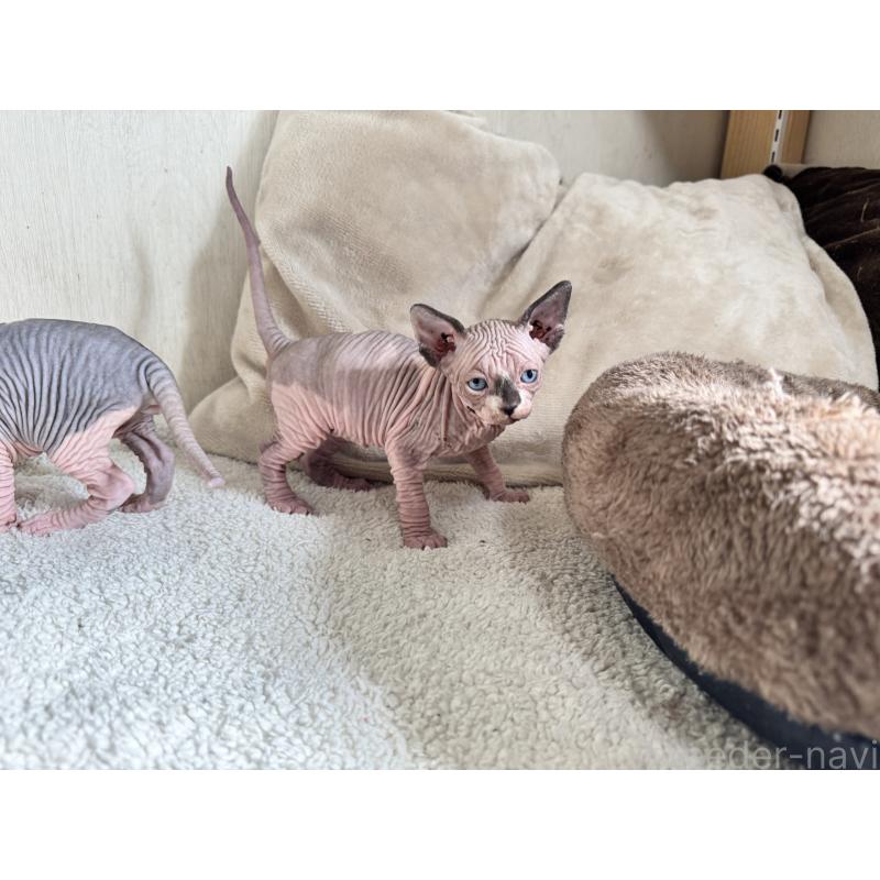 販売中の東京都のスフィンクス-131464の2枚目