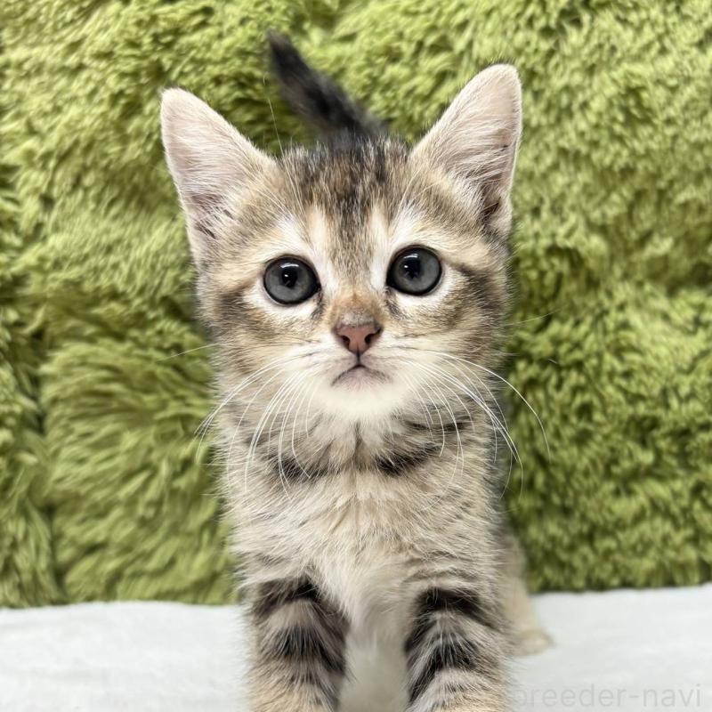 販売中の愛知県のマンチカン-131463