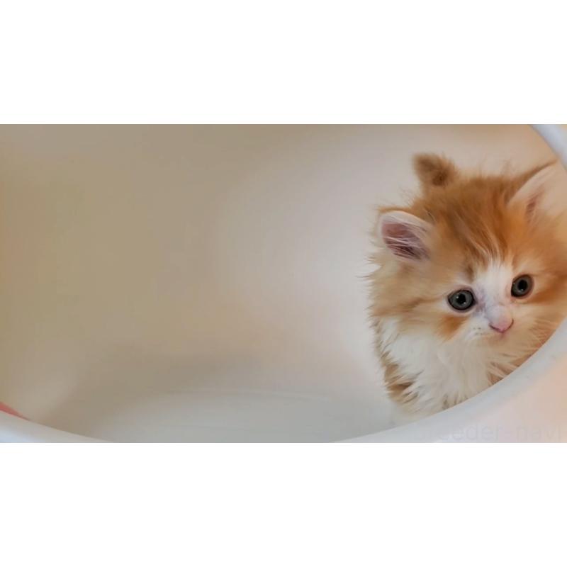 販売中の大阪府のミヌエット-131465の9枚目