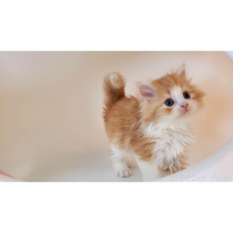 販売中の大阪府のミヌエット-131465の8枚目