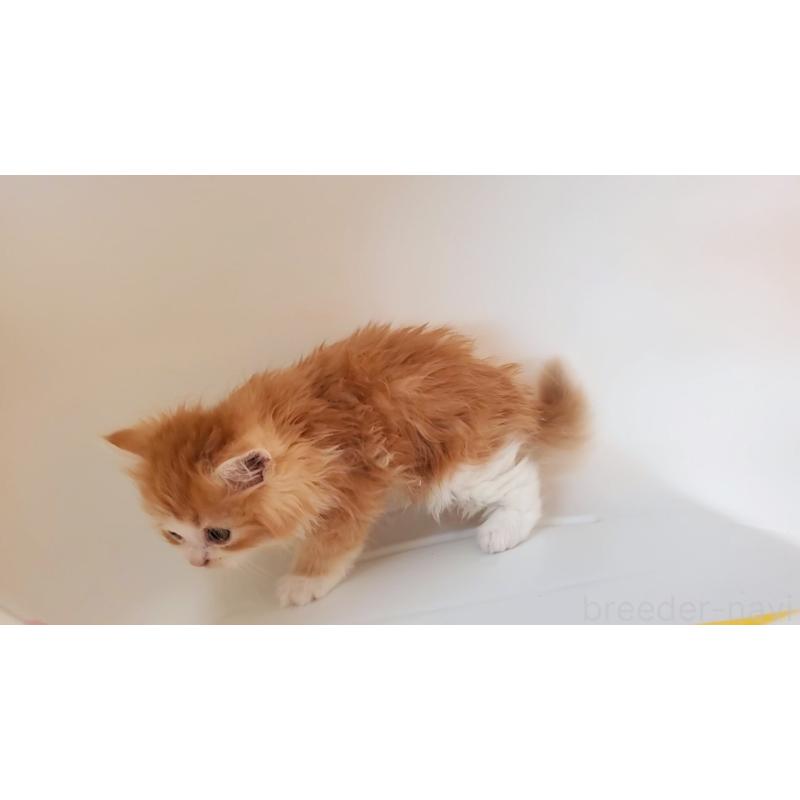 販売中の大阪府のミヌエット-131465の7枚目