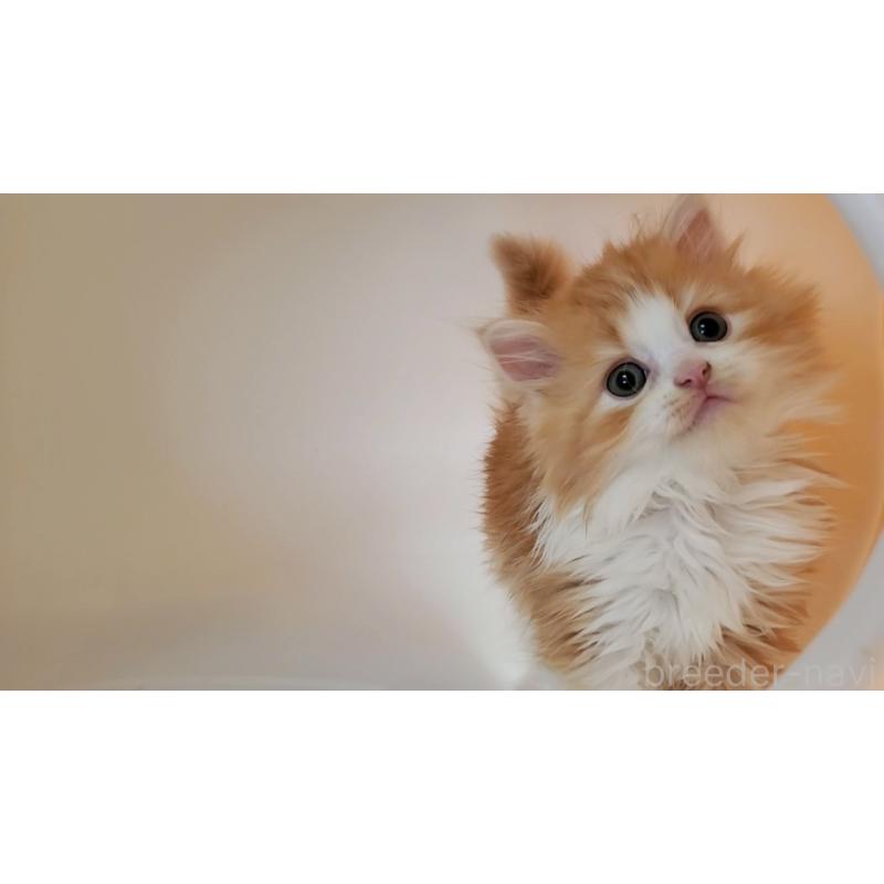 販売中の大阪府のミヌエット-131465の6枚目