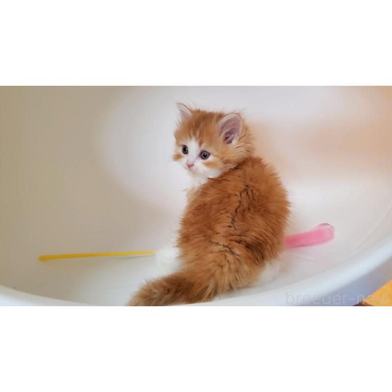 販売中の大阪府のミヌエット-131465の5枚目