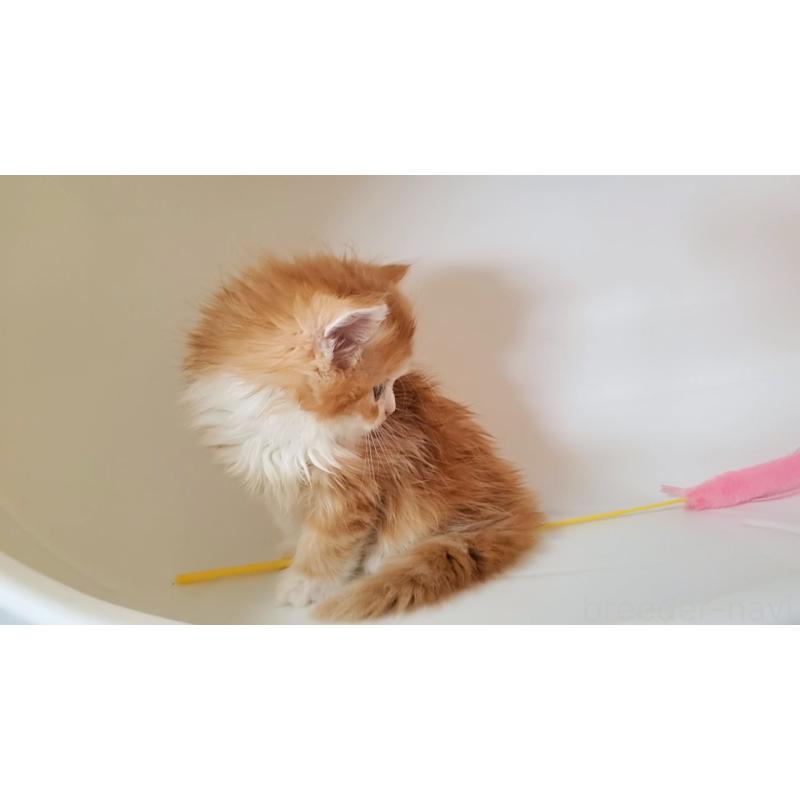 販売中の大阪府のミヌエット-131465の4枚目