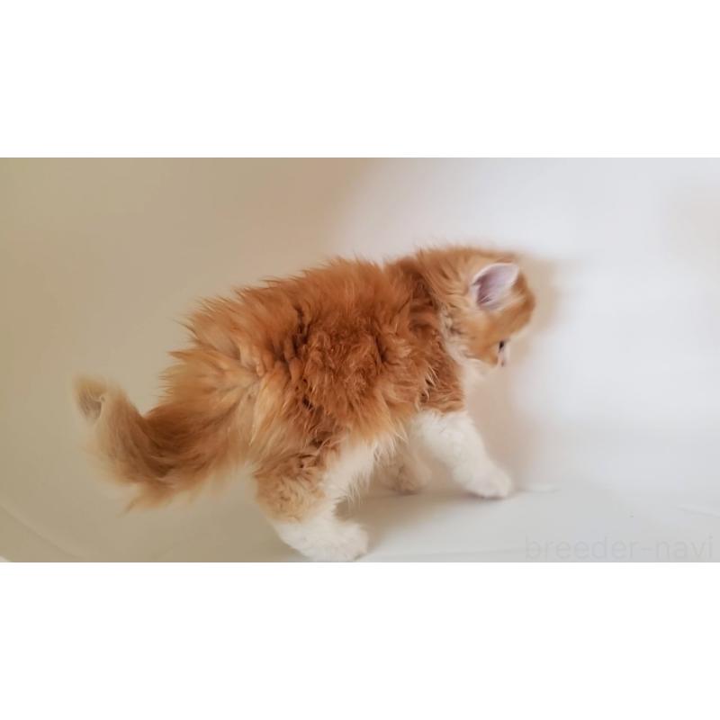 販売中の大阪府のミヌエット-131465の3枚目