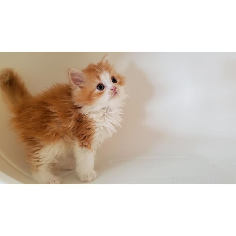 販売中の大阪府のミヌエット-131465の2枚目