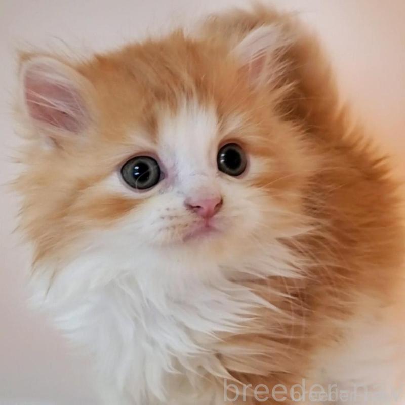 販売中の大阪府のミヌエット-131465の1枚目