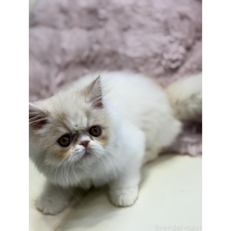 販売中の広島県のミヌエット-130194の8枚目