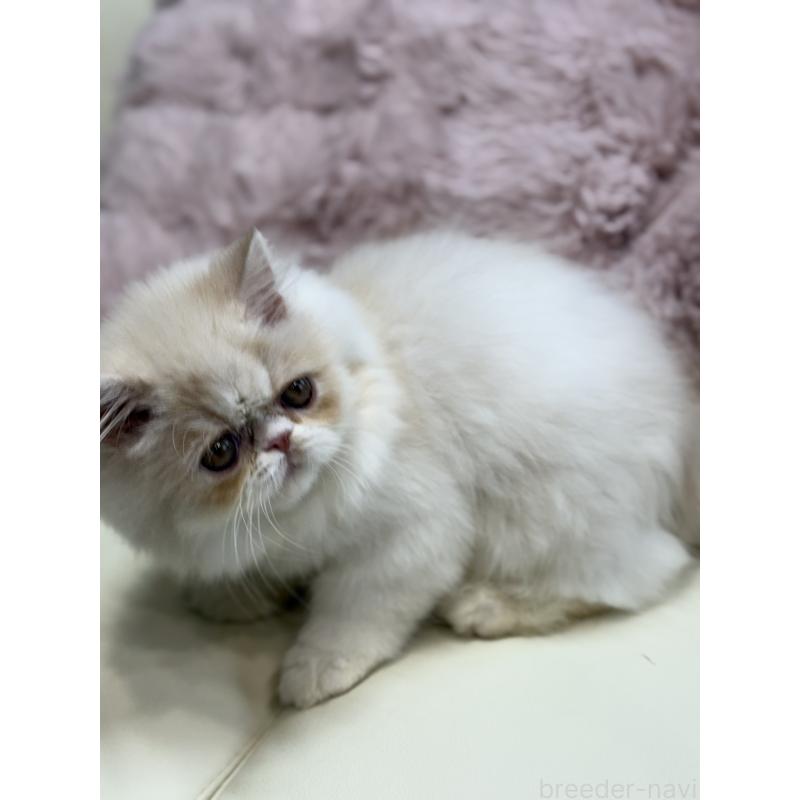 販売中の広島県のミヌエット-130194の7枚目