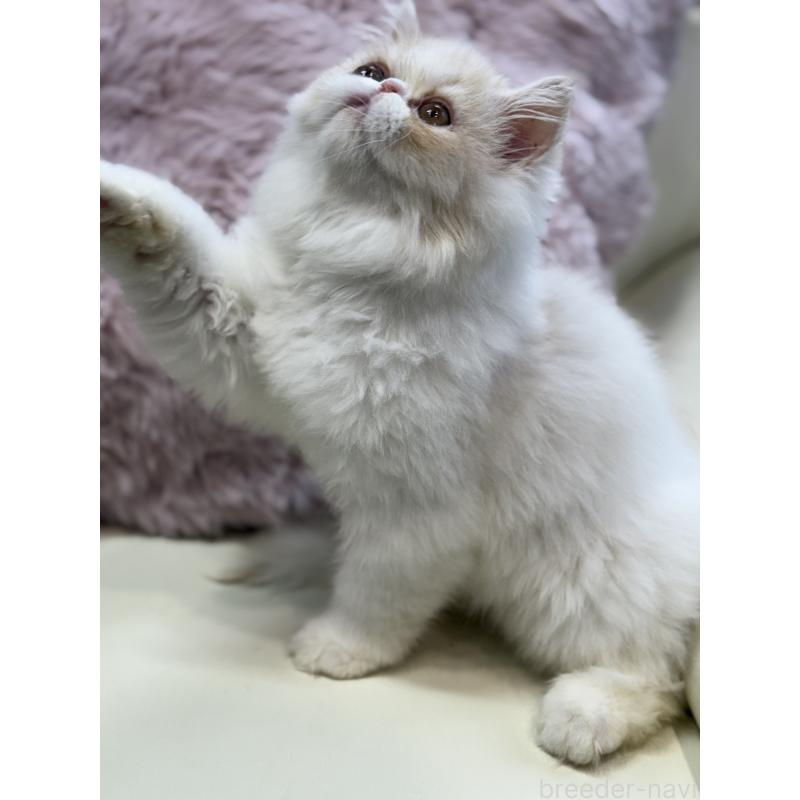 販売中の広島県のミヌエット-130194の6枚目