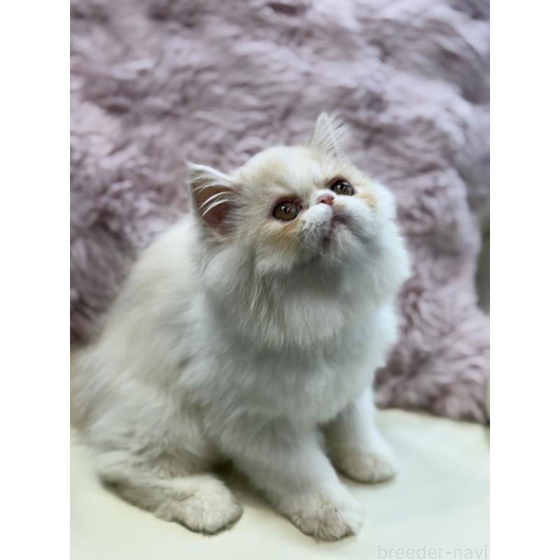 販売中の広島県のミヌエット-130194の4枚目