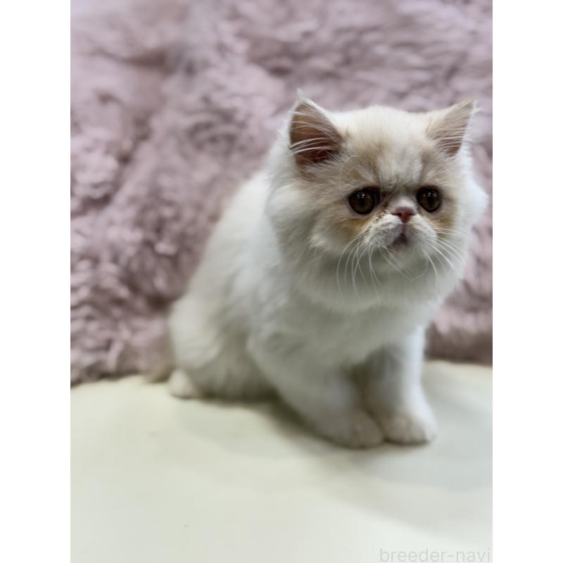 販売中の広島県のミヌエット-130194の3枚目