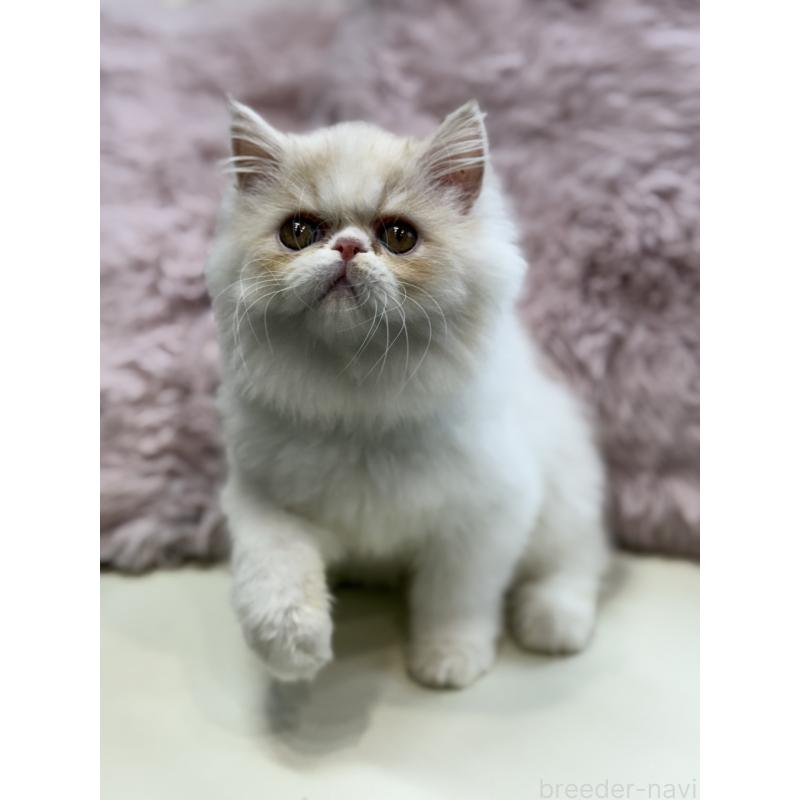 販売中の広島県のミヌエット-130194の2枚目