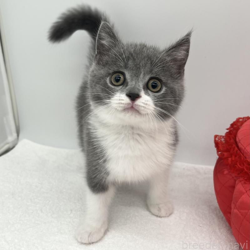 販売中の愛知県のブリティッシュショートヘア-131466の3枚目