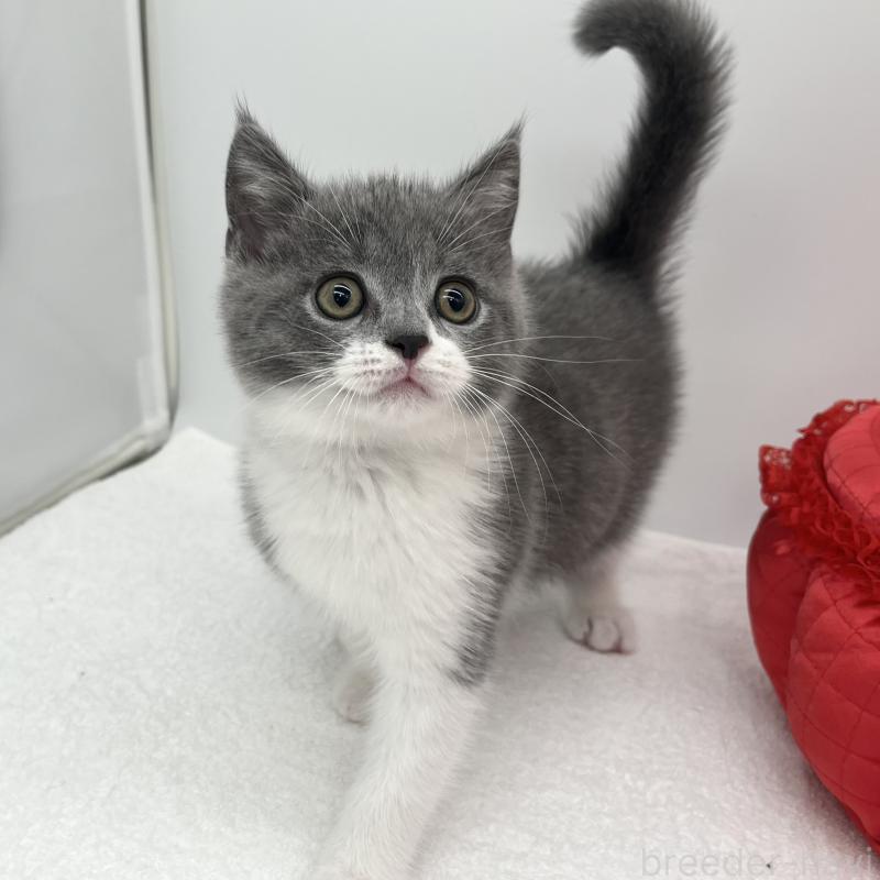 販売中の愛知県のブリティッシュショートヘア-131466の2枚目