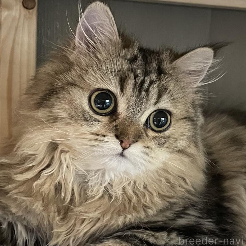 販売中の愛知県のミヌエット-121804