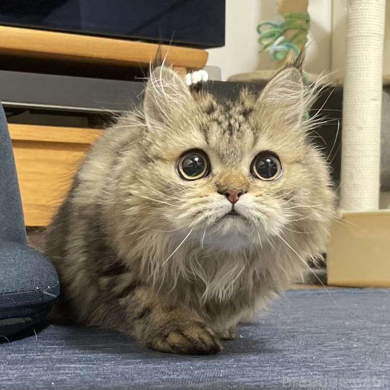 販売中の愛知県のミヌエット-121804の11枚目