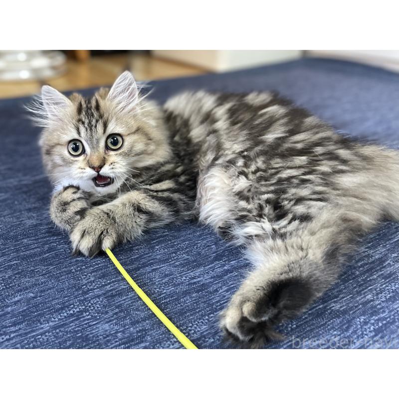 販売中の愛知県のミヌエット-121804の10枚目