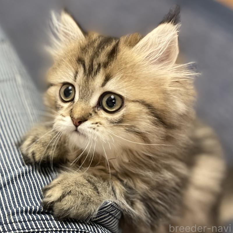 販売中の愛知県のミヌエット-121804の8枚目