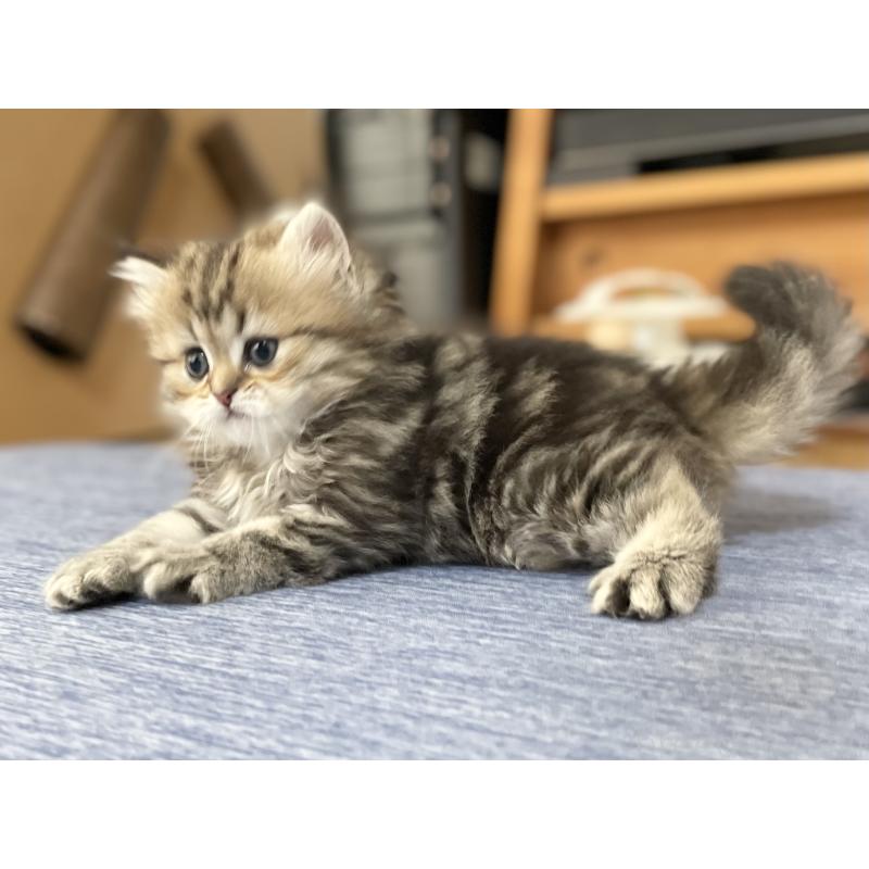 販売中の愛知県のミヌエット-121804の7枚目