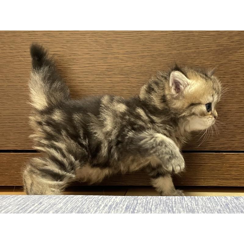 販売中の愛知県のミヌエット-121804の6枚目