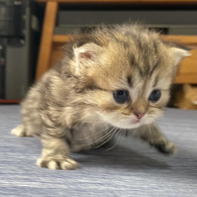 販売中の愛知県のミヌエット-121804の5枚目