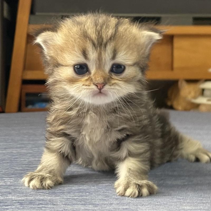 販売中の愛知県のミヌエット-121804の4枚目