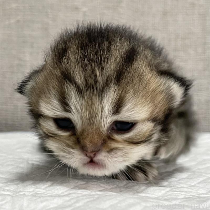 販売中の愛知県のミヌエット-121804の3枚目