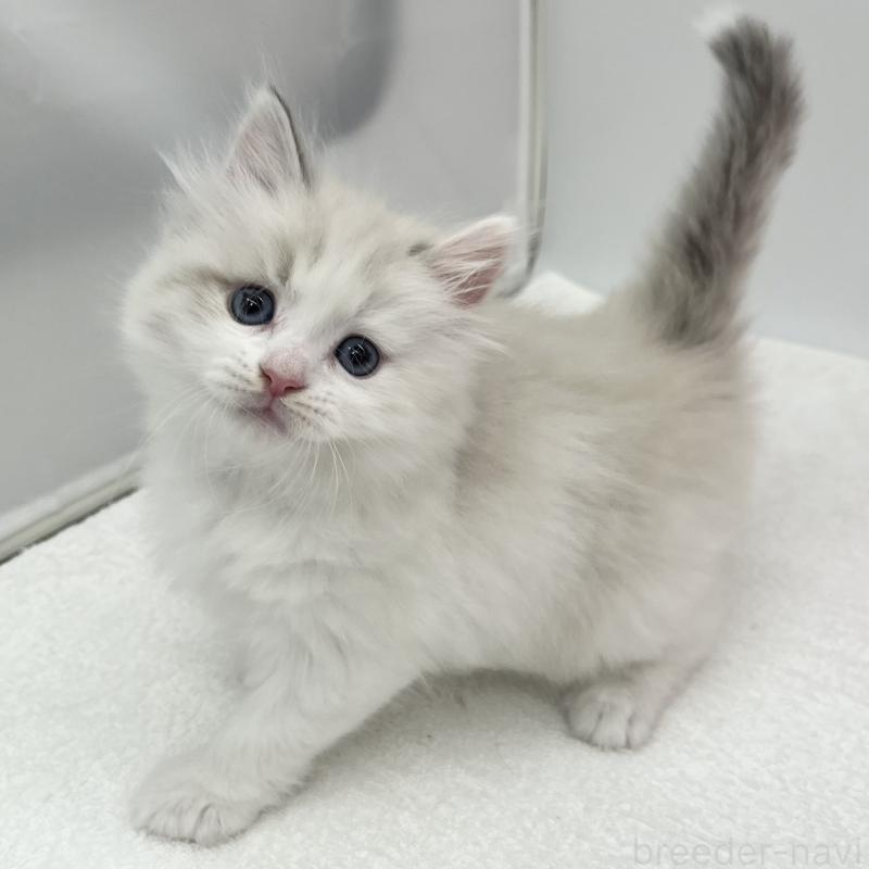 販売中の愛知県のマンチカン-131468