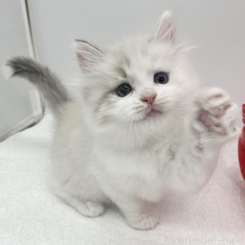 販売中の愛知県のマンチカン-131468の5枚目