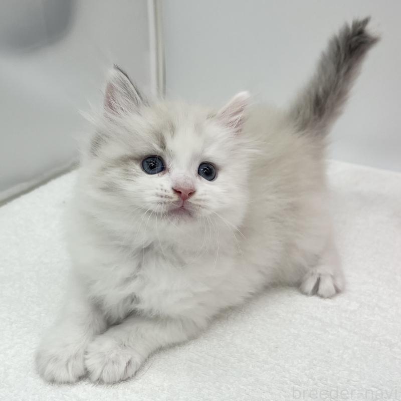 販売中の愛知県のマンチカン-131468の4枚目