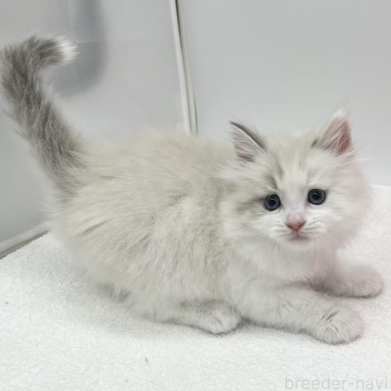 販売中の愛知県のマンチカン-131468の3枚目