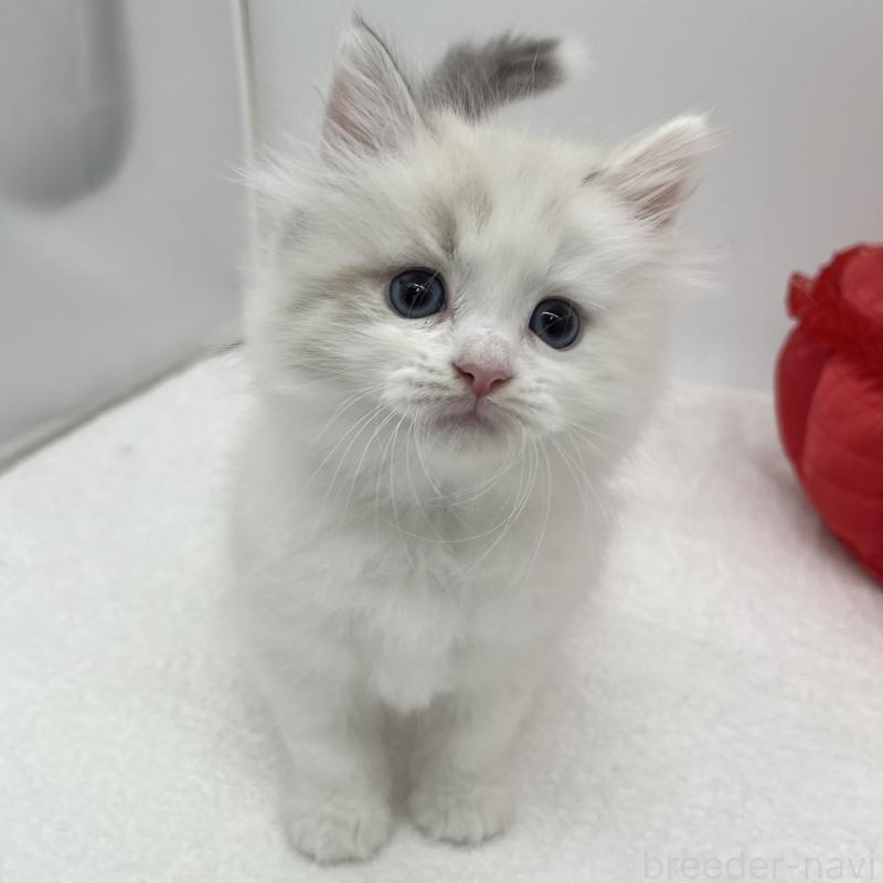 販売中の愛知県のマンチカン-131468の2枚目