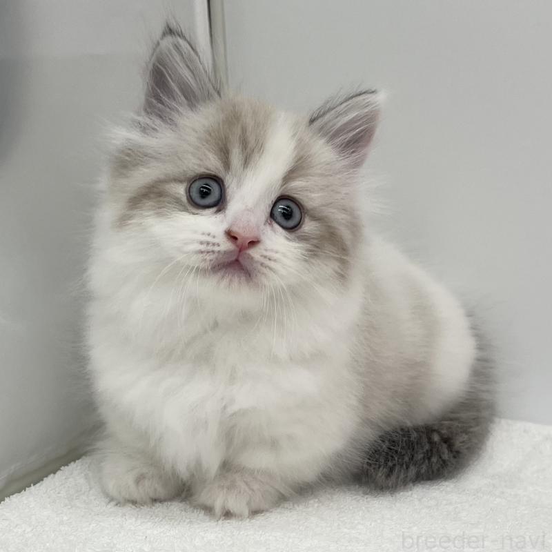 販売中の愛知県のマンチカン(短足)-131469の5枚目