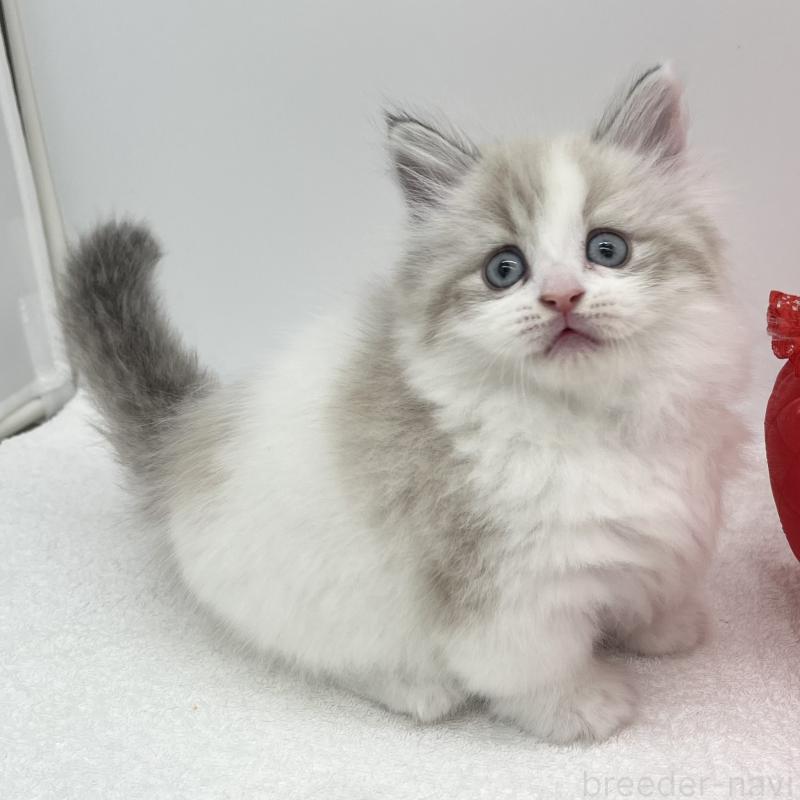 販売中の愛知県のマンチカン(短足)-131469