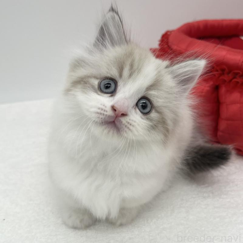 販売中の愛知県のマンチカン(短足)-131469の4枚目