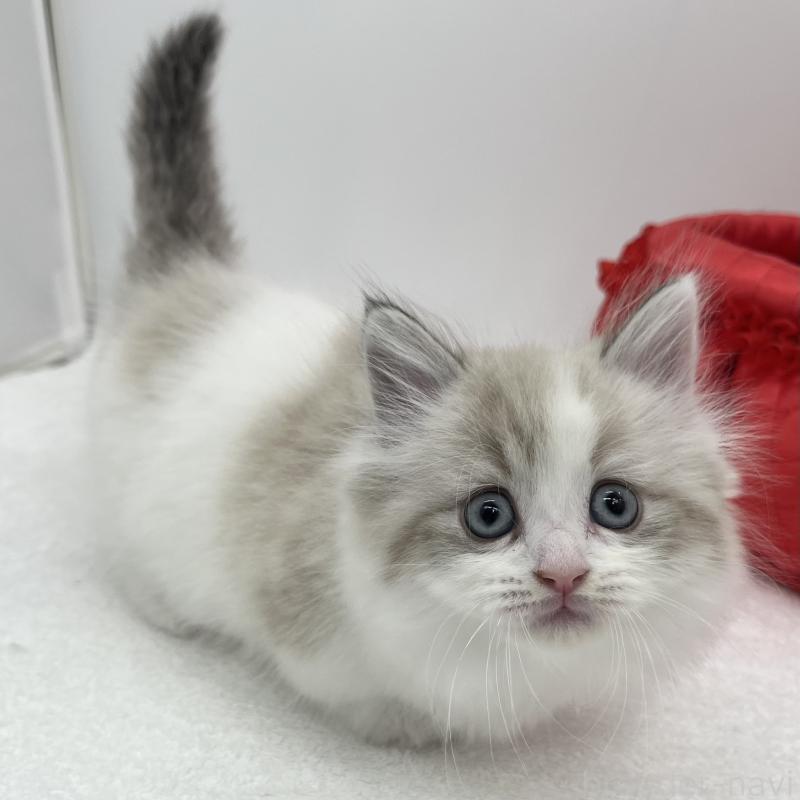 販売中の愛知県のマンチカン(短足)-131469の3枚目