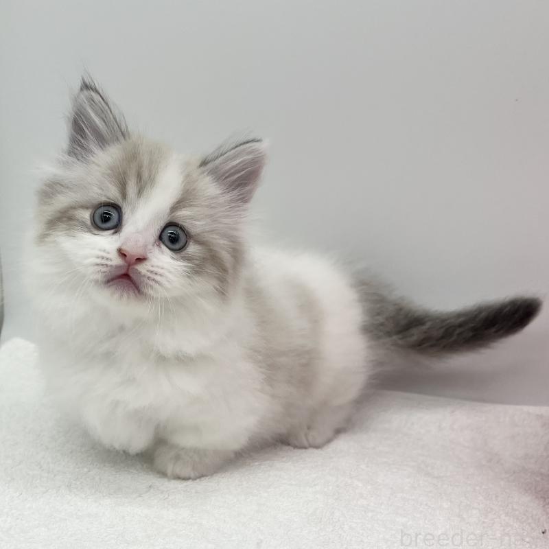 販売中の愛知県のマンチカン(短足)-131469の2枚目