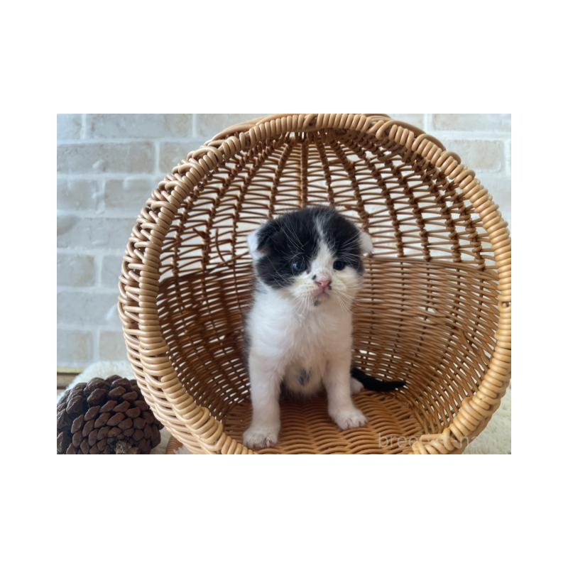 販売中の佐賀県のスコティッシュフォールド(折れ耳)-131470の2枚目