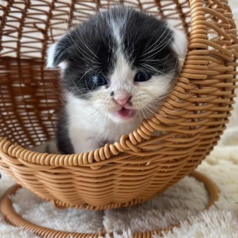 販売中の佐賀県のスコティッシュフォールド(折れ耳)-131470の1枚目